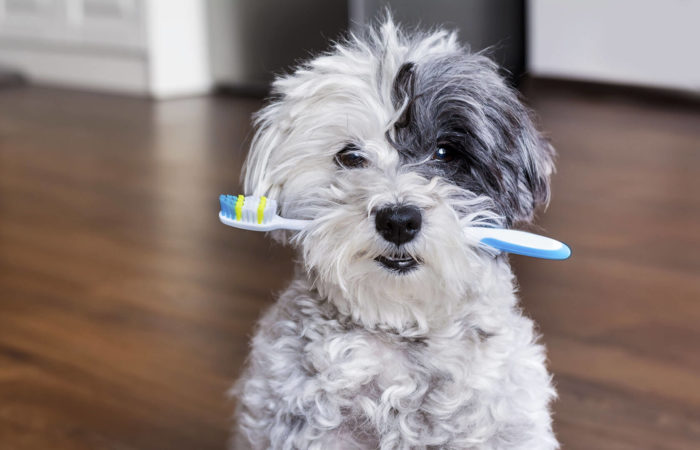Why Your Pet Needs To See The Dentist